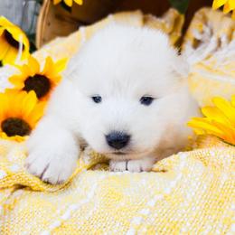 Misty - White and biscuit female Samoyed puppy in West Jordan, Utah from Rocky Mountain Samoyeds