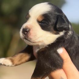 Prim ASDR - Red tri female Miniature Australian Shepherd puppy in Polk City, Florida from Skaky Shepherds