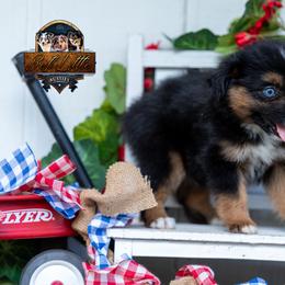 Tiara - Black tri female Miniature American Shepherd puppy in Granbury, Texas from Best Little Aussies