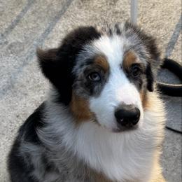 Vik - Blue merle male Australian Shepherd puppy in Jacksonville, Florida from Solace Australian Shepherds