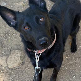 Draven - German Shepherd