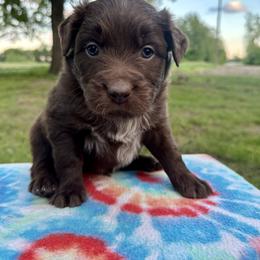 Boy 1 - male Australian Shepherd puppy in Hillsboro, Illinois from Perfect Paws Puppies