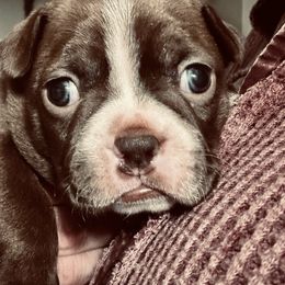 Girl 1 - Seal and white Boston Terrier puppy in Benton, Arkansas from Kimbo’s Bostons
