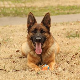 German Shepherd All Grown Up from Von Kühnheit German Shepherd Kennels