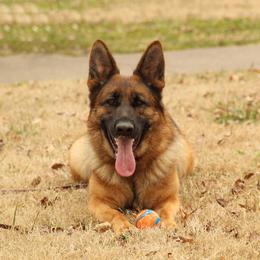 German Shepherd All Grown Up from Von Kühnheit German Shepherd Kennels