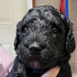 Girl 1 - Poodle puppy from Celebrity Standard Poodles