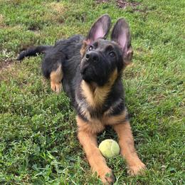 Duncan - Black and red male German Shepherd puppy in Harvard, Illinois from Aus Dem Meer German Shepherds