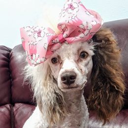 Poodles from Carltons Precious Poodles