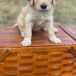 Wild Rose - Goldendoodle puppy in Lancaster, Minnesota from North Star Dog Training