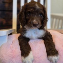 Violet - Brown and white female Aussiedoodle puppy in Prescott Valley, Arizona from Ramirez Family Doodles