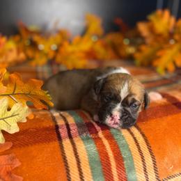 Boy 1 - Brindle male Boxer puppy in Prestonsburg, Kentucky from Bre’s Boxers