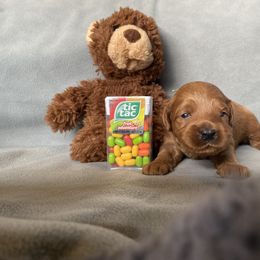 Goldendoodle Puppies from Simply Mini Goldendoodles