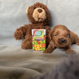 Goldendoodle Puppies from Simply Mini Goldendoodles