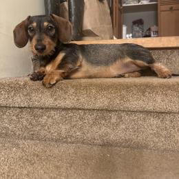 Eris - Dachshund
