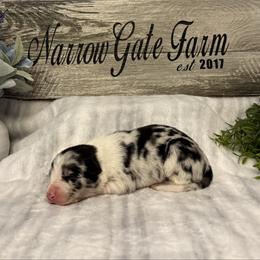 Kalani - White and blue merle female Border Collie puppy in Moody, Texas from Narrow Gate Farm