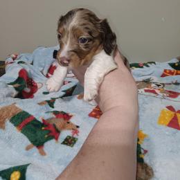 Kierean - Dapple male Dachshund puppy in Round Lake Beach, Illinois from Doxie Dynasty