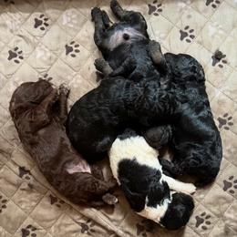 Poodle Puppies from Mount Zion Kennels