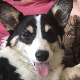 Lila - Pembroke Welsh Corgi