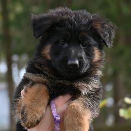 Hermione - Black and red female German Shepherd puppy in Nacogdoches, Texas from Vom Hausgladfel