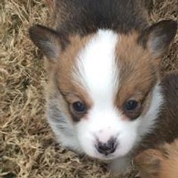 Pembroke Welsh Corgi Puppies from Red Elephant Farms