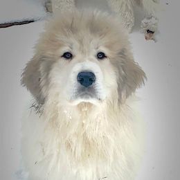 Great Pyrenees and Leonberger Puppies from Easter Acres