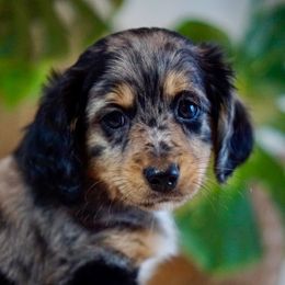 Aussiedoodle, Golden Aussiedoodle, and Goldendoodle Puppies from Miami Mini Doodles