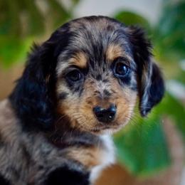 Aussiedoodle, Golden Aussiedoodle, and Goldendoodle Puppies from Miami Mini Doodles
