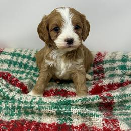 Cavapoo Puppies from Southern Love Cavapoos