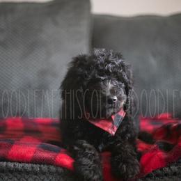 Goldendoodle Puppies from Doodle Me This Goldendoodles