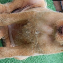 Weimaraner and Wirehaired Vizsla Puppies from Willow Ridge Kennel