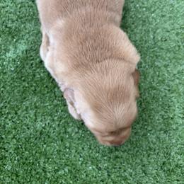 Boy Large dark golden - Dark golden male Golden Retriever puppy in Mesa, Arizona from Grand Canyon Goldens