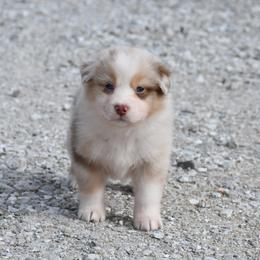 Baguette - Red merle female Australian Shepherd puppy in Kirksville, Missouri from BellSharps Australian Shepherds