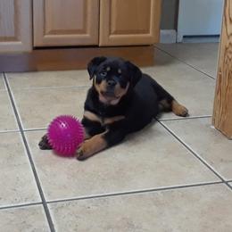 Rottweiler Puppies from Von Decker Rottweilers