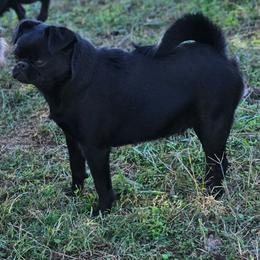 Onyx - Brussels Griffon