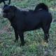 Onyx