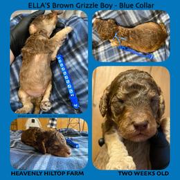 Brown Grizzle - Blue Collar - Boy - Brown male Poodle puppy in Charlo, Montana from Heavenly Hilltop Farm
