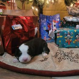 Bernese Mountain Dog Puppies from Stone Hill Farm
