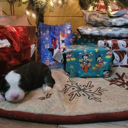 Bernese Mountain Dog Puppies from Stone Hill Farm