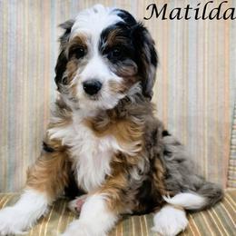 Matilda - Blue merle female Aussiedoodle puppy in Lancaster, Minnesota from Wilson Cattle Co.