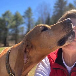 Rhodesian Ridgeback All Grown Up from Rifrug Rhodesian Ridgebacks