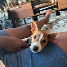 Basenji Puppies from Freecloud Basenji