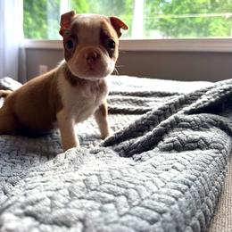 Joey - Red male Boston Terrier puppy in Kentucky from Graceful Paws