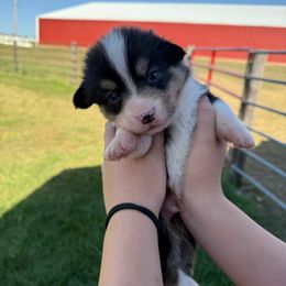 Gunner - Black and tan male American Corgi puppy in Oxford, Iowa from Burns Corgis