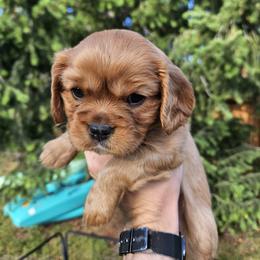 Green - Ruby male Cavalier King Charles Spaniel puppy in Utah from Parker Puppies