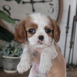 Macie - Blenheim female Cavalier King Charles Spaniel puppy in Stevens, Pennsylvania from Jodi's Cavalier King Charles Spaniels and Cavapoos