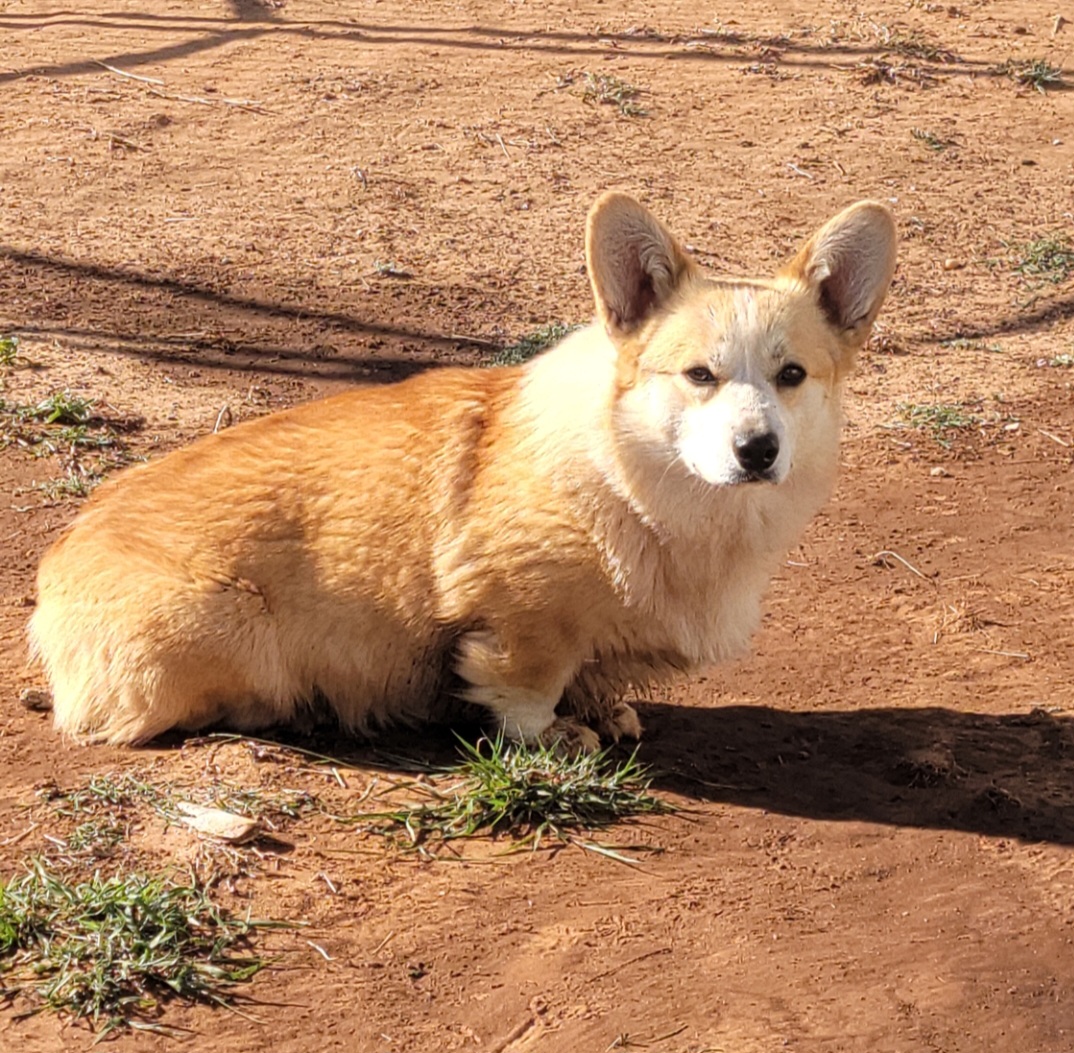Casey - Pembroke Welsh Corgi