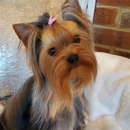 Lalique - Yorkshire Terrier