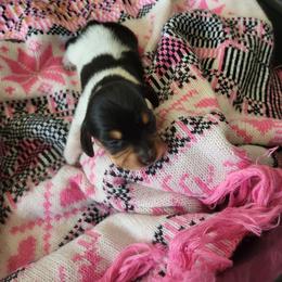 Aurora - Piebald female Dachshund puppy in Geneva, Florida from TGIF Doxies