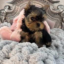 Dasher - Blue and gold male Yorkshire Terrier puppy in Oscoda, Michigan from Sweet Bella Babies
