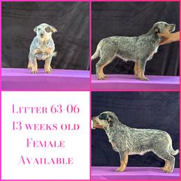 L63-06 - Blue female Australian Cattle Dog puppy in Sheridan, Oregon from 6pk Cattledogs